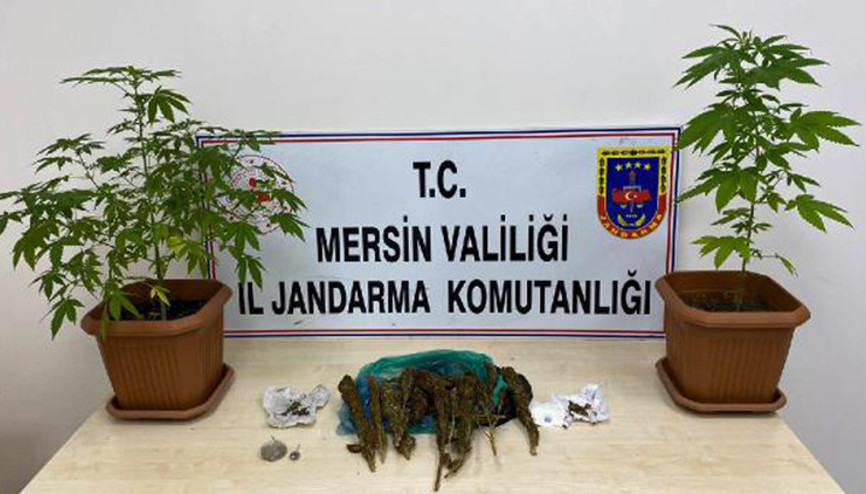 Banyoda saksı içinde kenevir yetiştirmişler