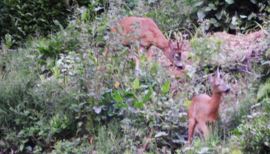 Rizede mahalleye inen karacalar görüntülendi Rizede mahalleye inen karacalar görüntülendi