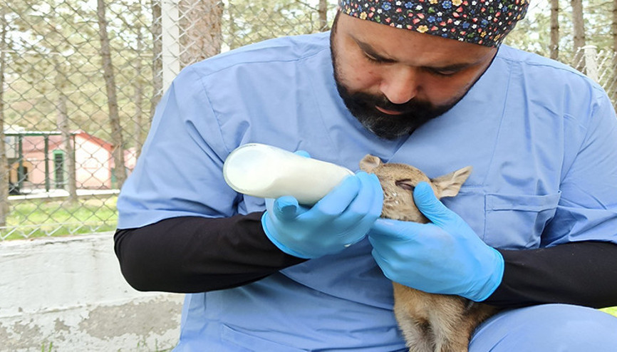 Korumaya alınan yavru karaca biberonla besleniyor