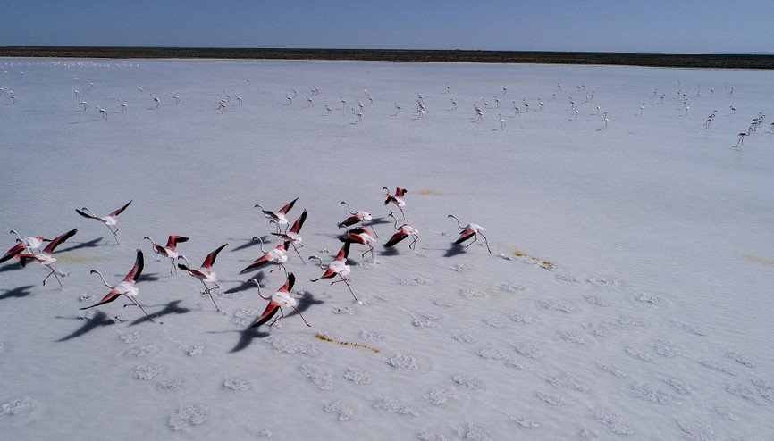 Flamingolar, Tuz Gölüne renk kattı