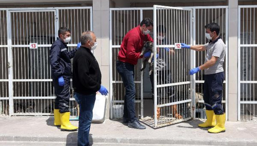 Yenimahallede 232 köpek sıcak yuvaya kavuştu Yenimahallede 232 köpek sıcak yuvaya kavuştu