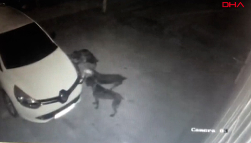 Kedi kovalayan köpekler otomobilin tamponunu böyle parçaladı