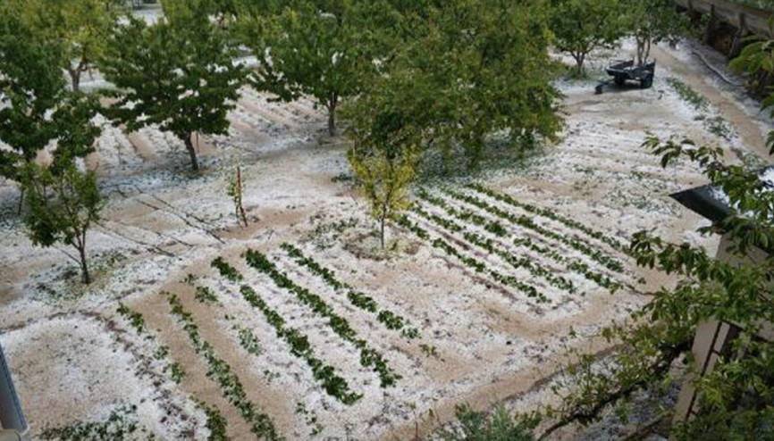 Amasyada dolu, tarım arazilerine zarar verdi