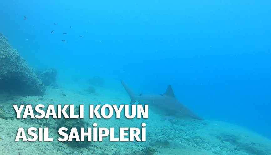 Yasaklı koyun asıl sahipleri