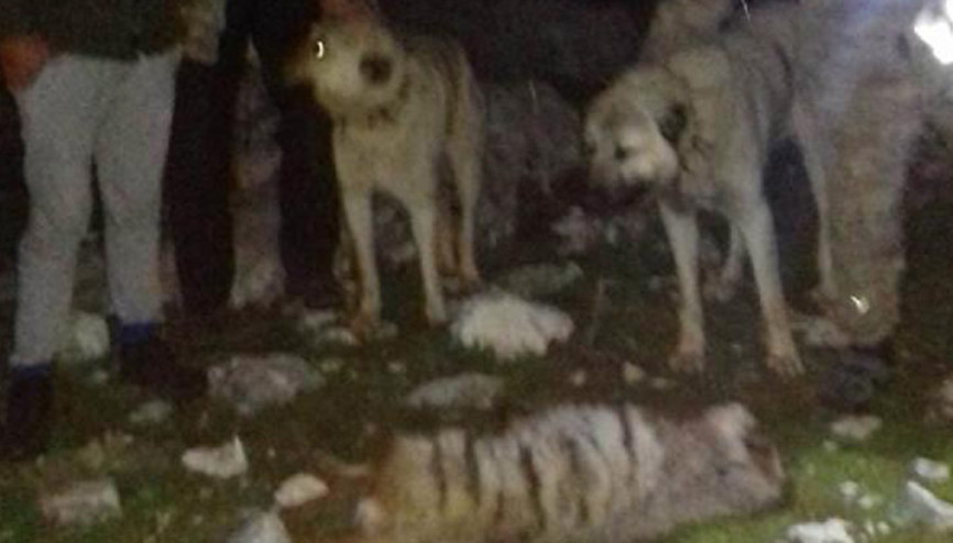 Çizgili sırtlanı köpeklere parçalatıp öldürenlere 30 bin lira ceza Çizgili sırtlanı köpeklere parçalatıp öldürenlere 30 bin lira ceza