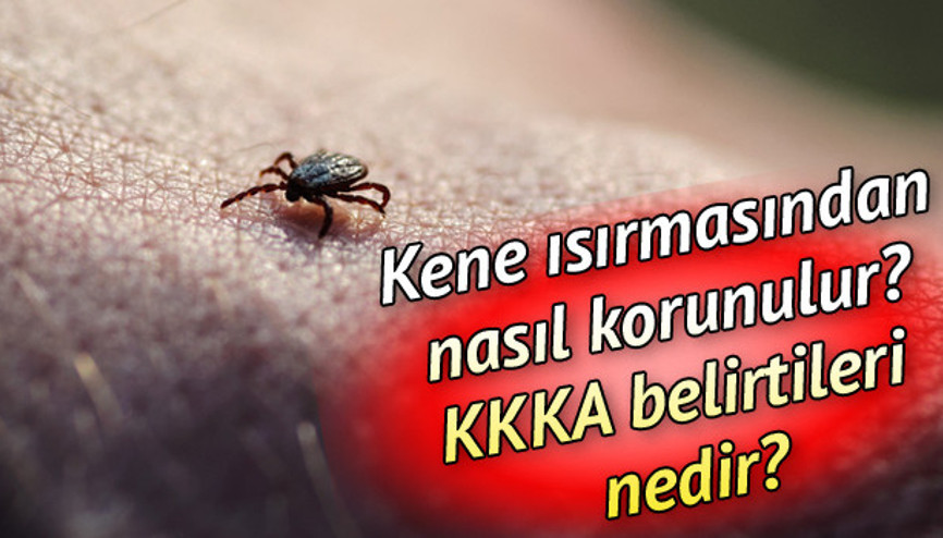 Kırım Kongo Kanamalı Ateşi (KKKA) nedir, Kene ısırması belirtileri nelerdir İşte kene ısırması olduğunda yapılması gerekenler..