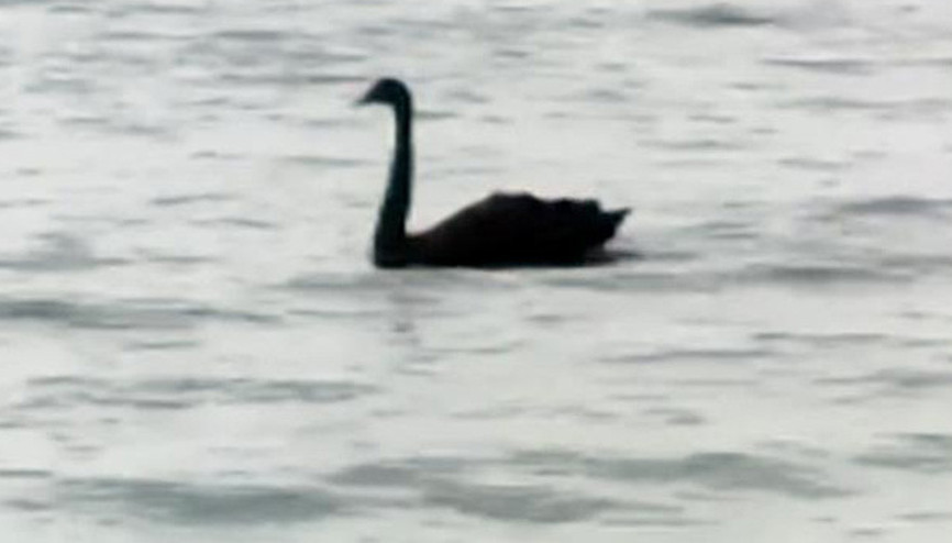 Kemer sahilinde siyah kuğu görüntülendi Kemer sahilinde siyah kuğu görüntülendi