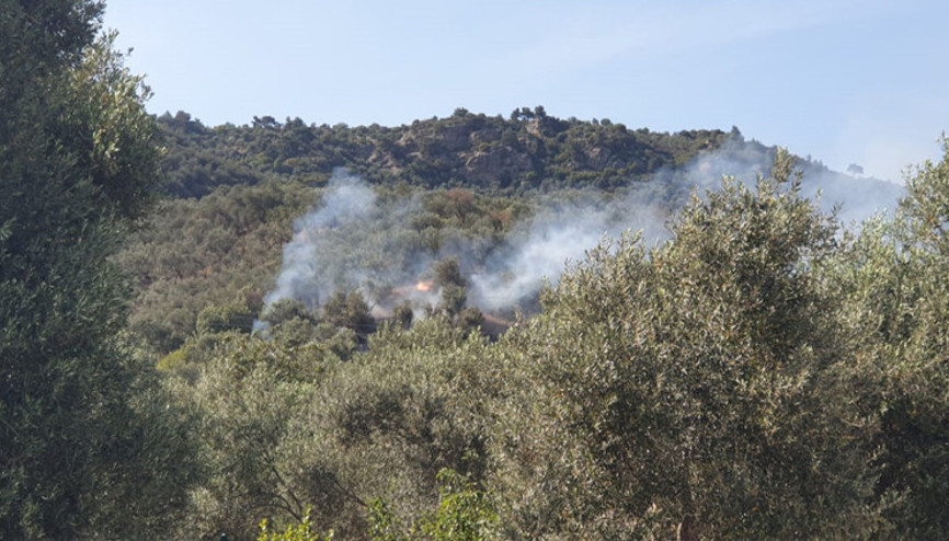 Assos sahilindeki zeytinlik alanda yangın