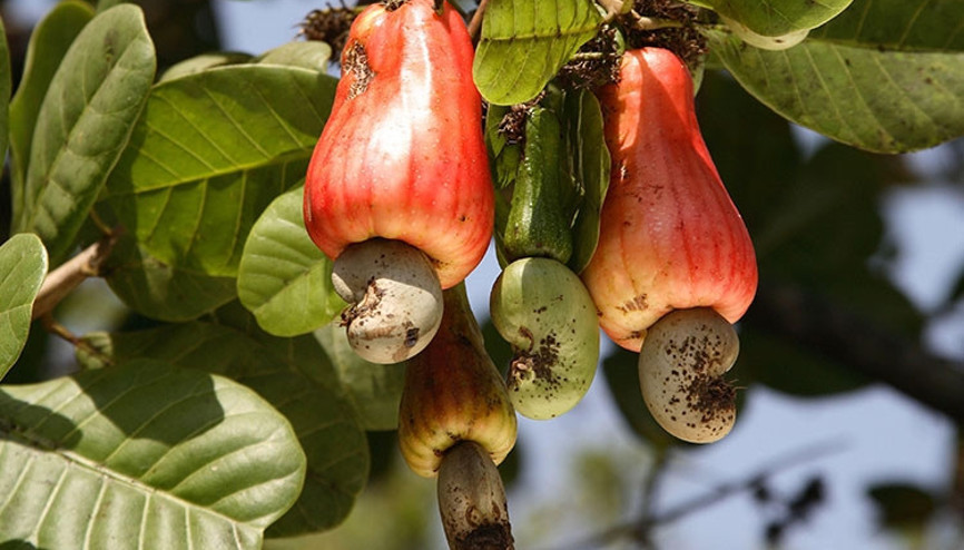 Belki de çok seviyor her gün yiyorsunuz... Gerçeklere çok şaşıracaksınız