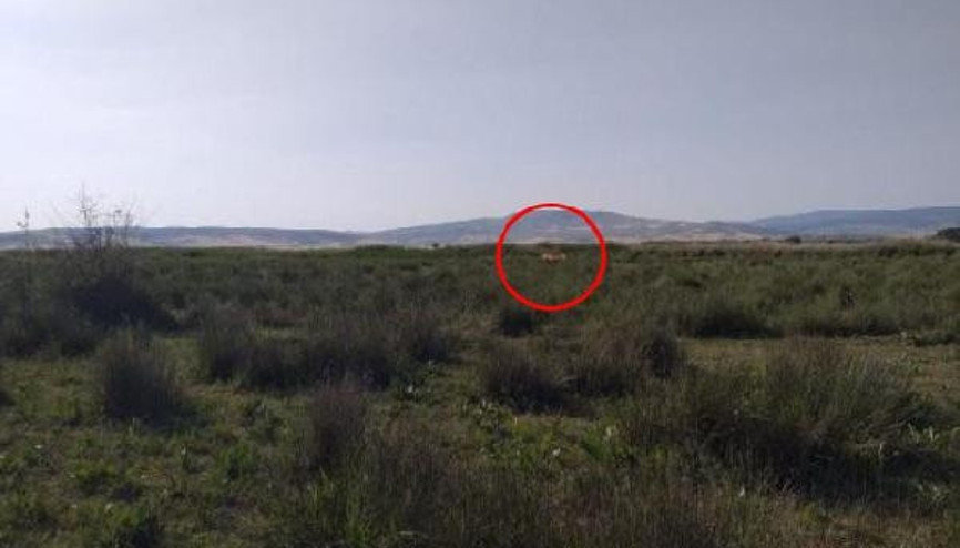 Çorumda köylüleri korkutan aslan iddiası Çorumda köylüleri korkutan aslan iddiası