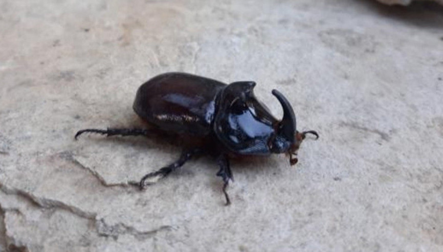 Tuncelide gergedan böceği görüntülendi