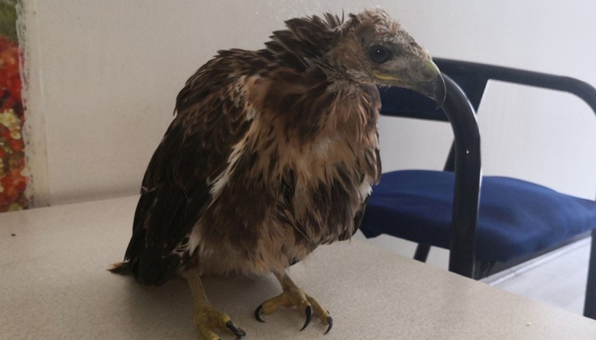 Yaralı Şahin tedavi altına alındı