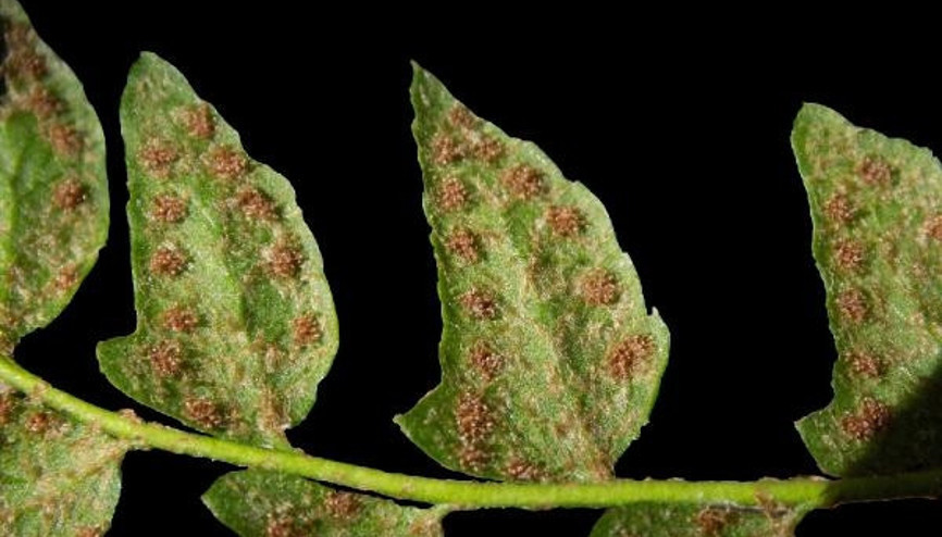 Küre Dağları Milli Parkında yeni bir endemik bitki türü keşfedildi Küre Dağları Milli Parkında yeni bir endemik bitki türü keşfedildi