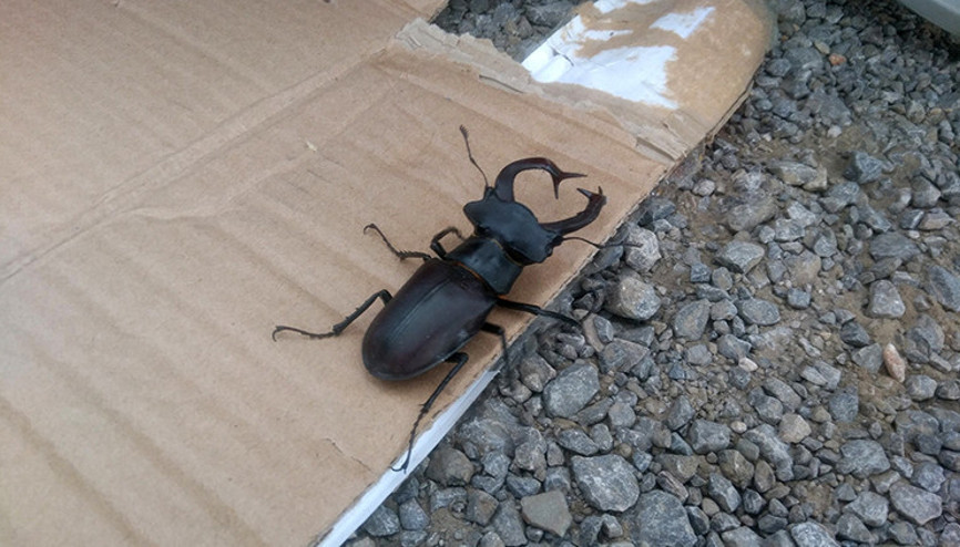 Konyada koruma altındaki geyik böceği bulundu