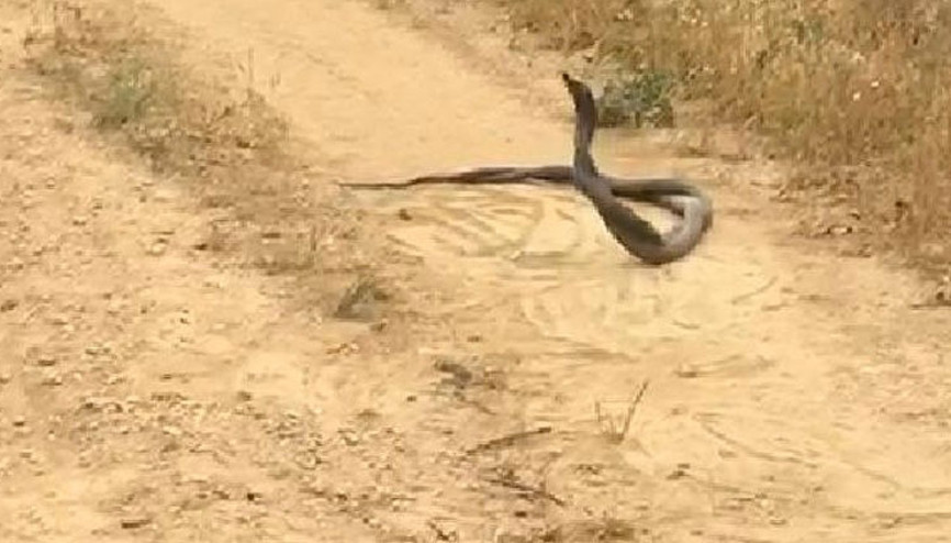 Elazığda yılanların dansı görüntülendi