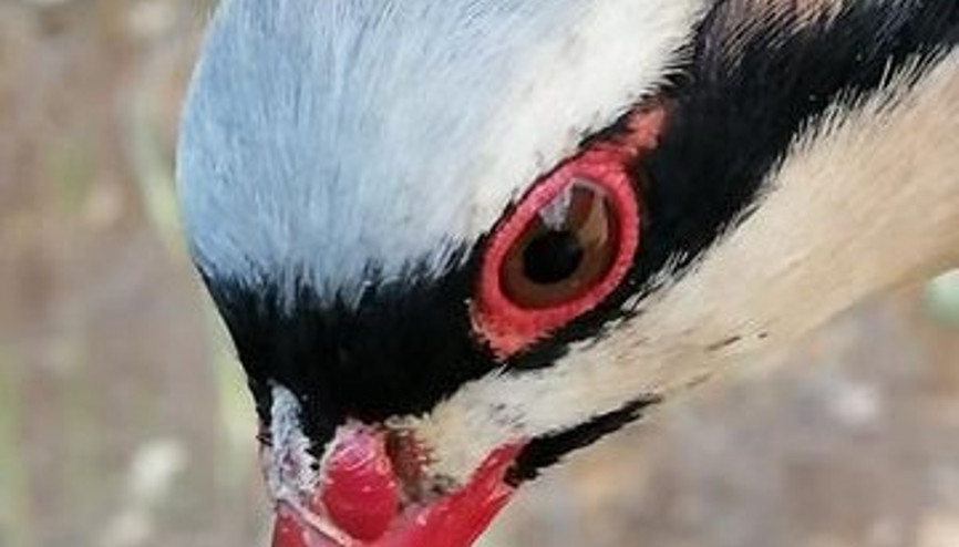 Keklik avlayan kişi yakalandı