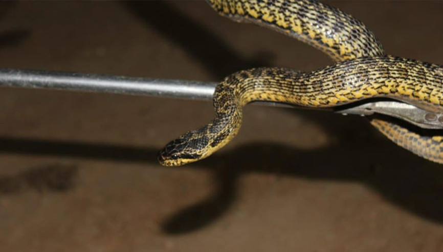 1,5 metrelik engerek yılanı şoku Yumurta alayım derken…