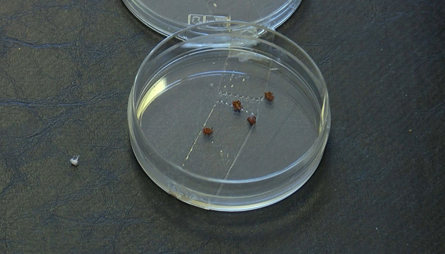 İstanbullular dikkat Kırım Kongo yok ama Lyme görülebilir