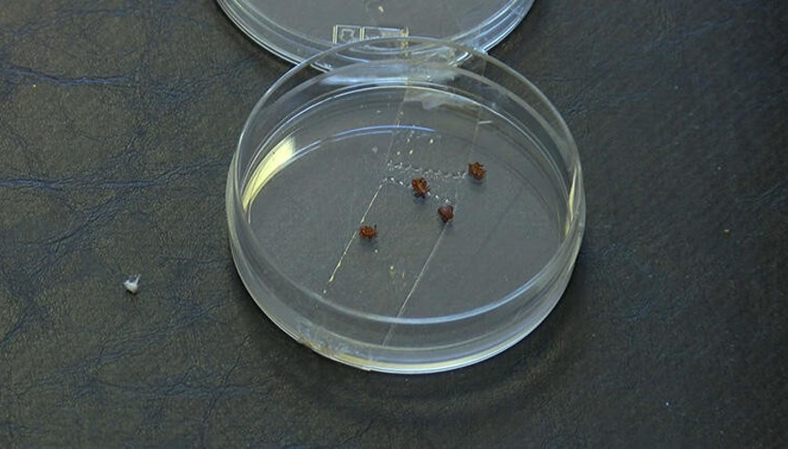 İstanbulda kene uyarısı  Kırım kongo yok ancak lymea dikkat