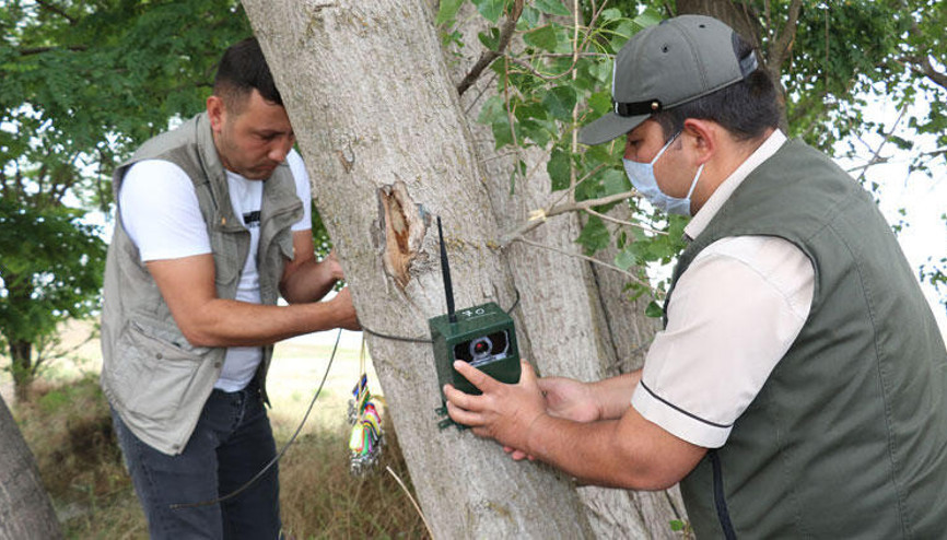 Çorumda çobanın aslan, köpeğimizi parçaladı iddiası Çorumda çobanın aslan, köpeğimizi parçaladı iddiası