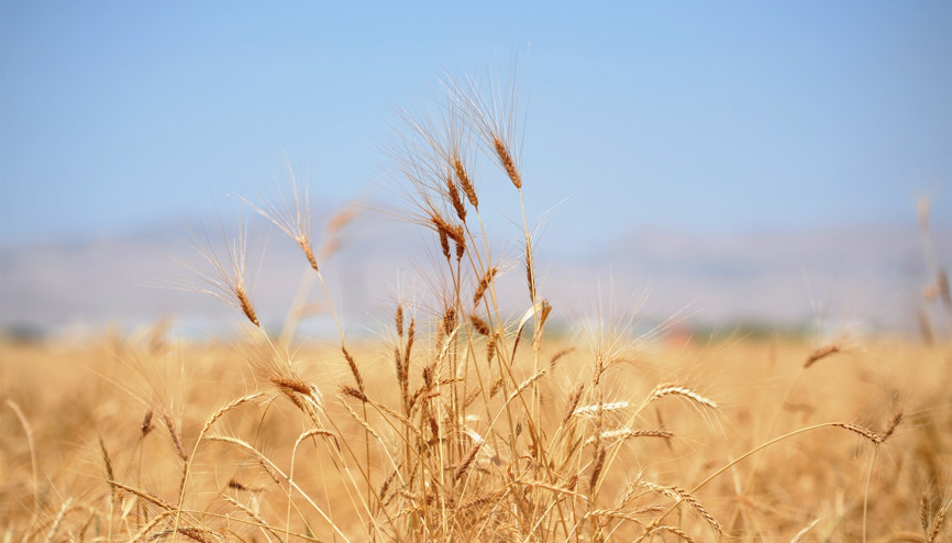 Mezopotamyanın en eski buğdayı sorgülde üçüncü hasat sezonu başladı