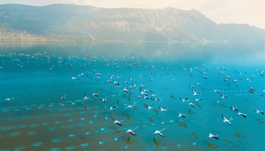 Acıgölde yaşayan binlerce flamingo izleyenleri büyüledi