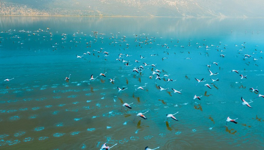 Acıgölde flamingoların görsel şöleni