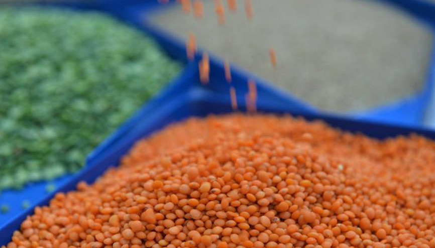 Bakanlık önlem aldı Kuru fasulye ve kırmızı mercimek üretiminde artış bekleniyor