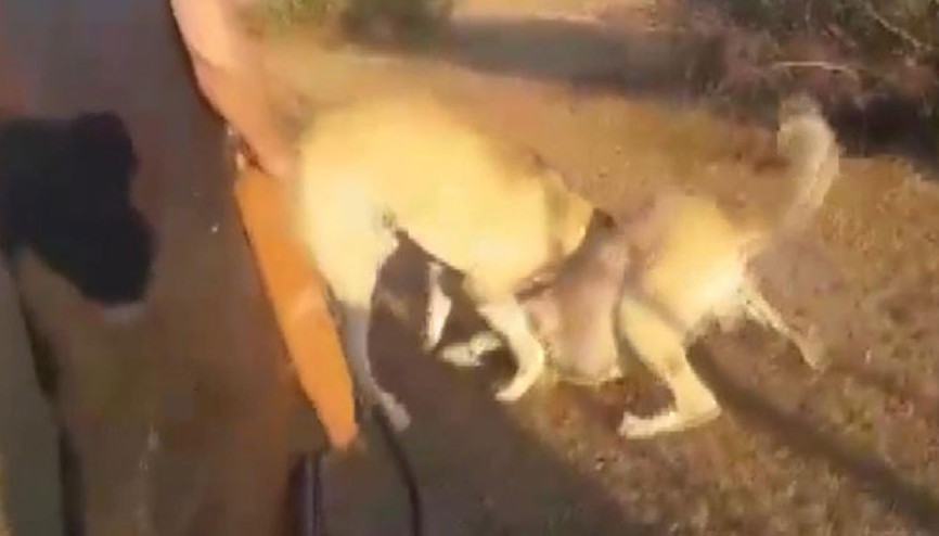 İstanbulda skandal Köpekleri acımasızca dövüştürdüler...