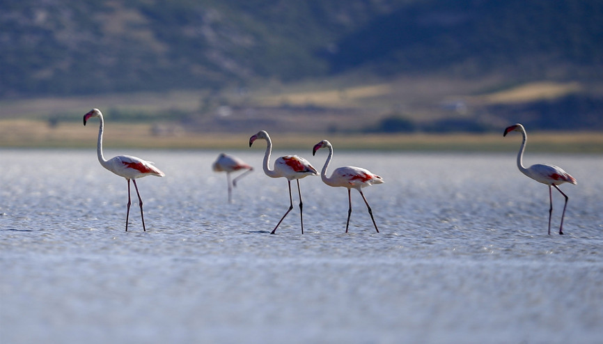 Burdurda Yarışlı Gölündeki flamingoların görsel şöleni ilgi çekiyor