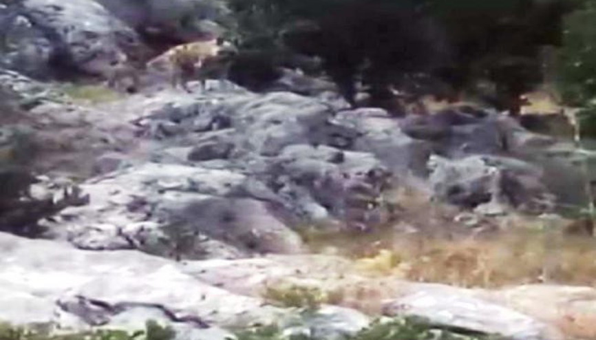 Adıyamanda çoban, çizgili sırtlanı böyle görüntüledi