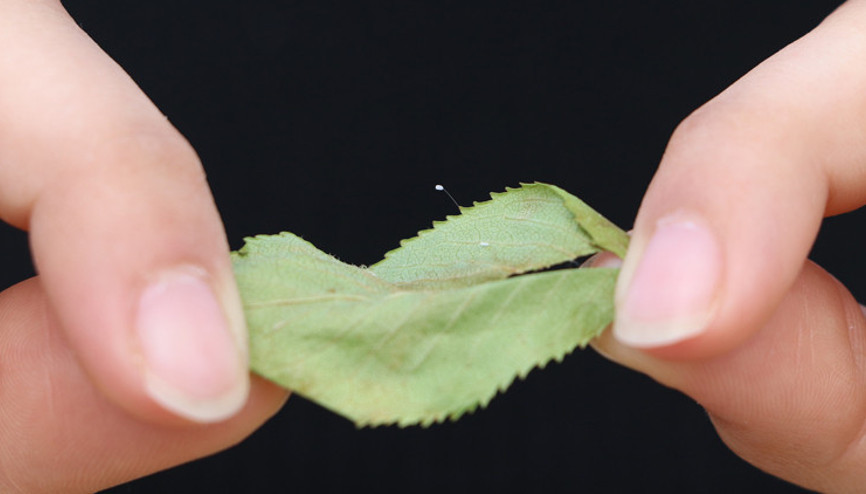Çanakkalede görüldü 3 bin yılda bir açtığına inanılıyor...
