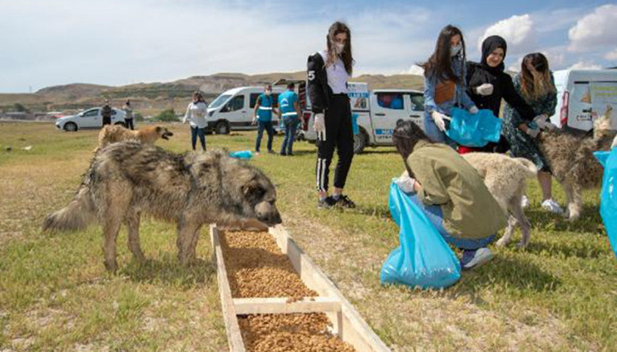 Sokak köpekleri için seferber oldular