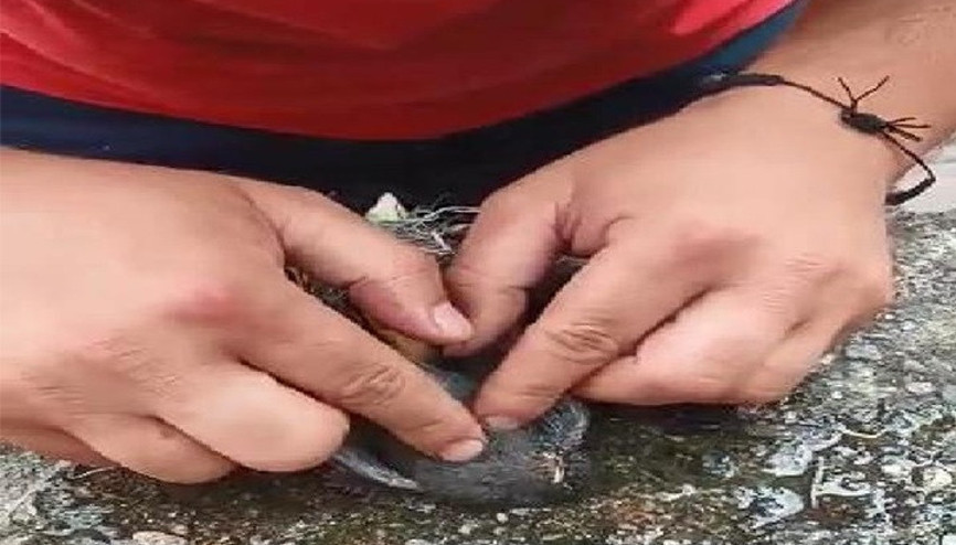 İtfaiye eri, suni teneffüs ve kalp masajı yaptığı kuşu kurtaramadı