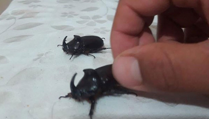 Bingölde gergedan böceği görüldü