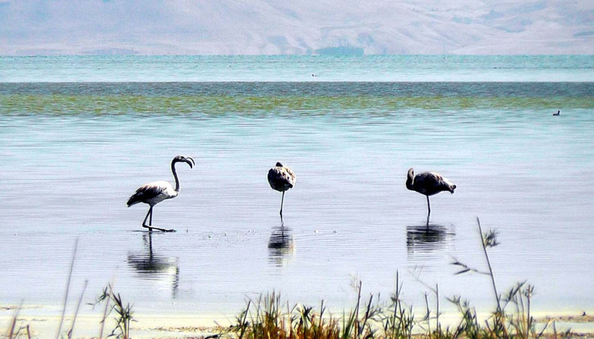 Flamingoların Van Gölü kıyılarındaki görsel şöleni başladı