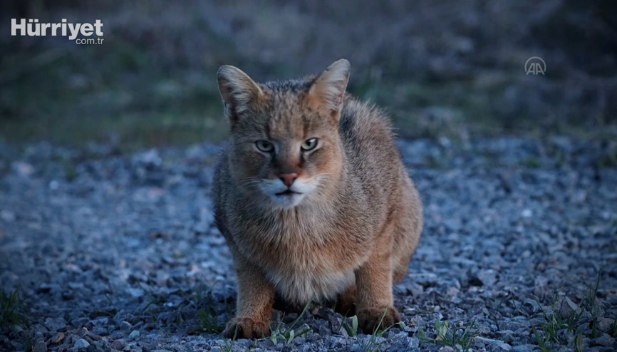 Şans eseri nesli tükenmekte olan saz kedisini görüntüledi