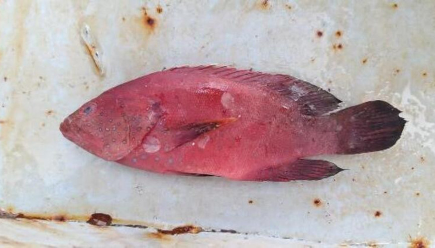 Mavi benekli kaya balığı, Doğu Akdenizde ilk kez görüldü