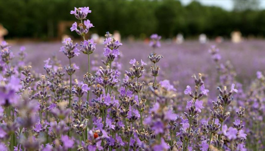Kokusu ve rengiyle hayran bırakan lavanta tarlaları yaygınlaşıyor