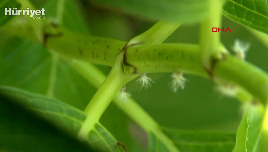 Karadenizde vampir kelebek kabusu geri döndü Karadenizde vampir kelebek kabusu geri döndü