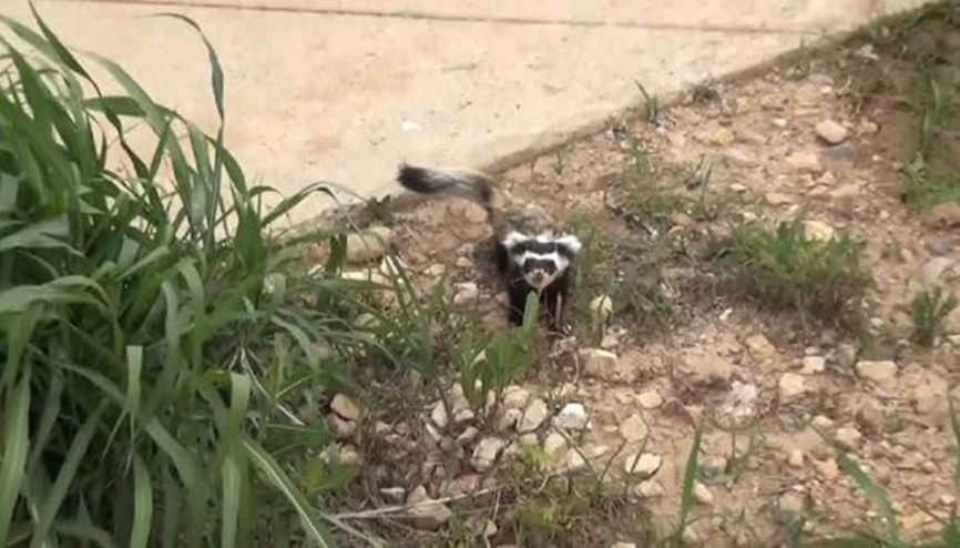 Gercüşte nesli tükenmekte olan alaca sansar görüldü