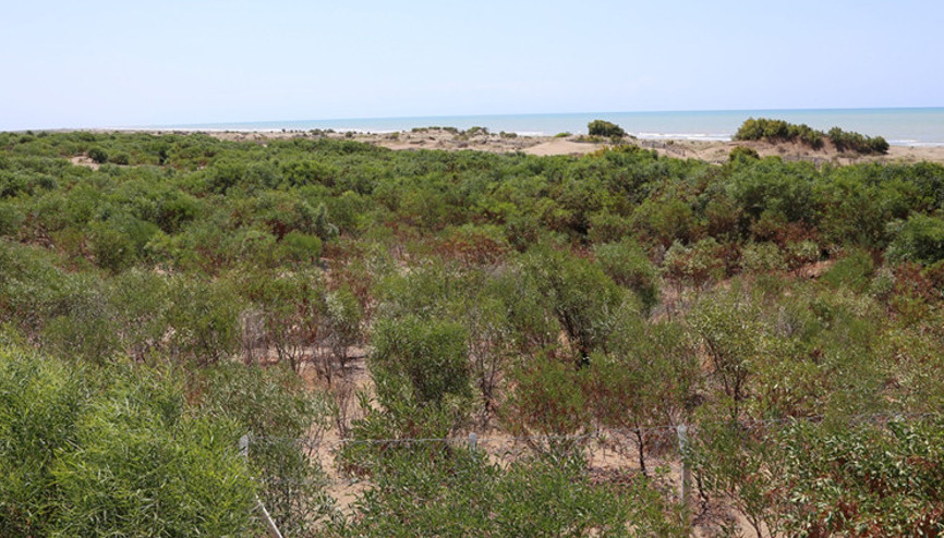 Ağyatan Lagününü OGM kurtardı