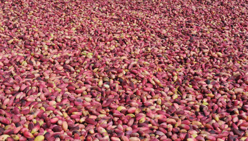 Antep baklavasının fıstığı Kahramanmaraş’tan Antepliler kıskanmasın ama...