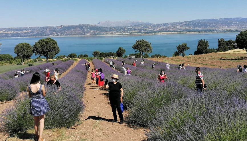 Lavanta bahçelerine ziyaretçi akını