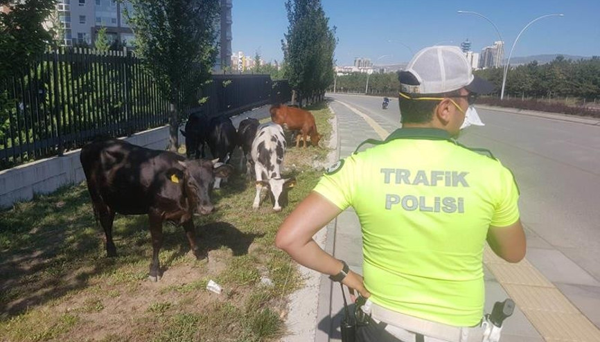 Sahipsiz hayvanların başında beklediler