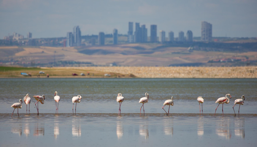 Mogan’ın kuşları