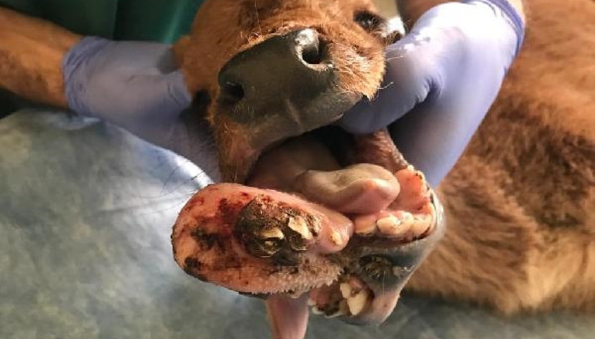 Doğuştan çene yapısı bozuk olan buzağı tedavi edildi