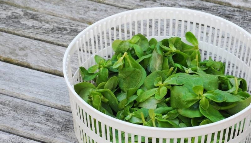 Semizotunu metal bıçakla doğramayın