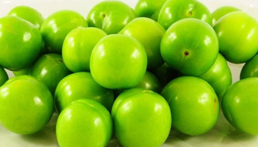 Eriğin yaşı da kurusu da faydalı