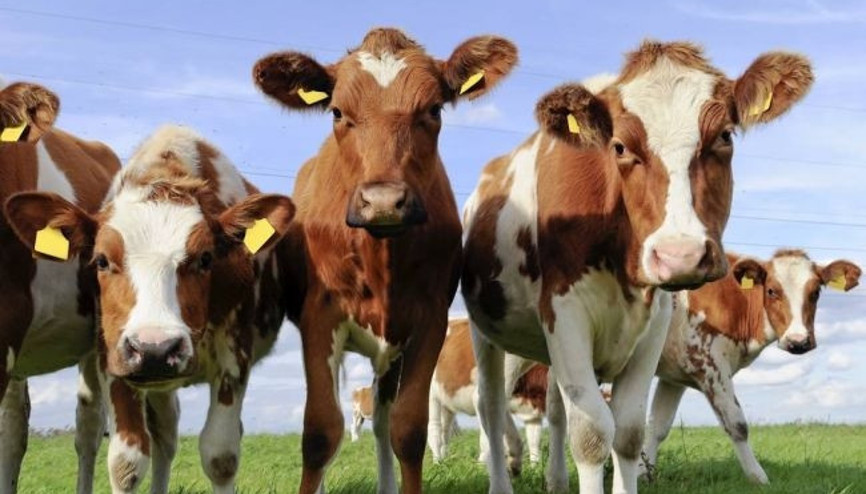 Vekalet yoluyla kurban kesilebilir mi